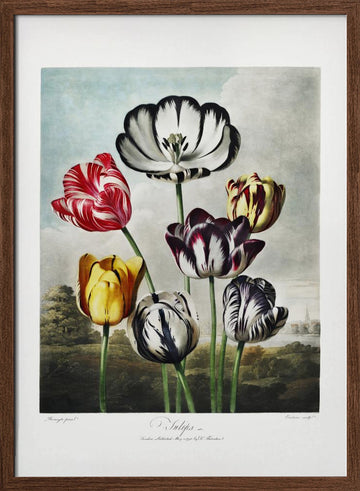 Tulips from The Temple of Flora (1807) | Poster - Walnut Frame Interior