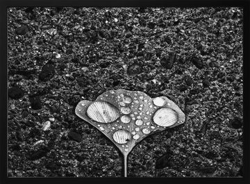 Ginkgo Leaf Water Drops | Poster - Black Metal Frame Interior