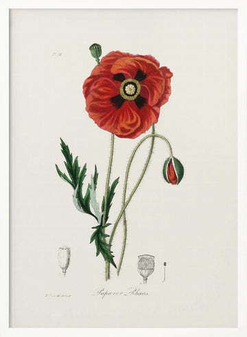 Common Poppy (papaver Rhoeas) Medical Botany | Poster - White Frame Interior