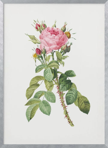 Rosa Bifera Macrocarpa, Les Roses (1817–1824) | Poster - Silver Frame Interior