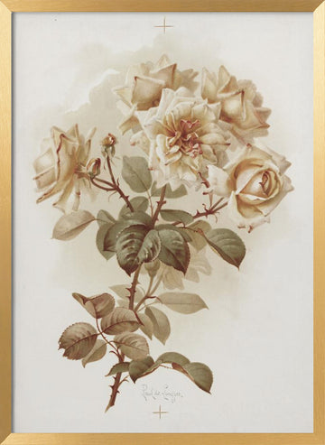 Yellow Roses; Reve D'or Roses | Poster - Gold Frame Interior