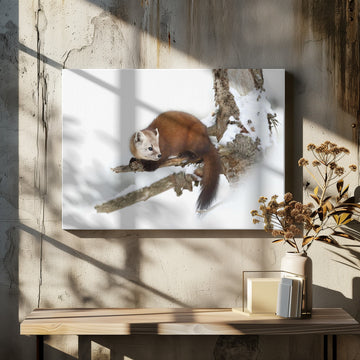 Marten on Snowy Branch | Canvas - Room Interior 2