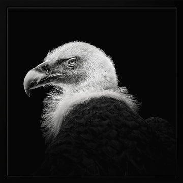Intense Vulture Gaze | Poster - Black Metal Frame Interior