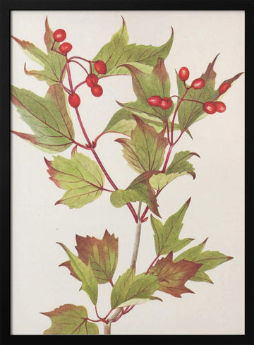 Guelder Rose From North American Wildflowers (1925) By Mary Vaux Walcott. | Poster - Black Metal Frame Interior