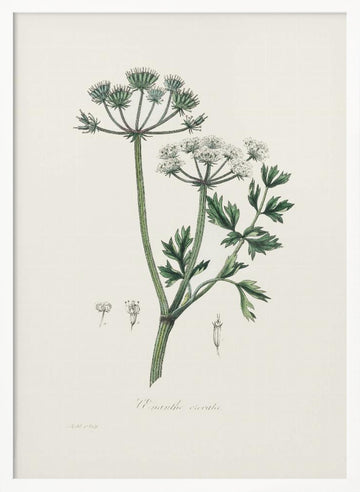 Water Dropwort (onanthe Grocata) Medical Botany | Poster - White Frame Interior