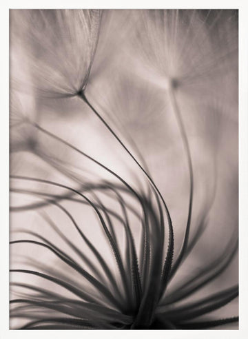 Delicate Dandelion Seeds | Poster - White Frame Interior