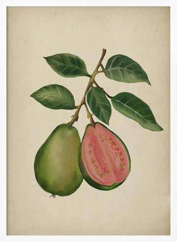 Fresh Guava Botanical | Poster - White Frame Interior