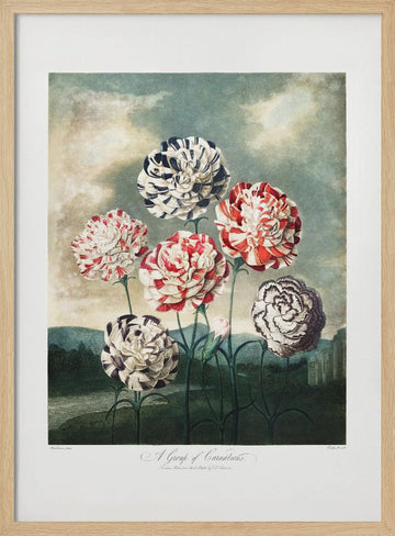 A Group of Carnations from The Temple of Flora (1807) | Poster - Wood Frame Interior