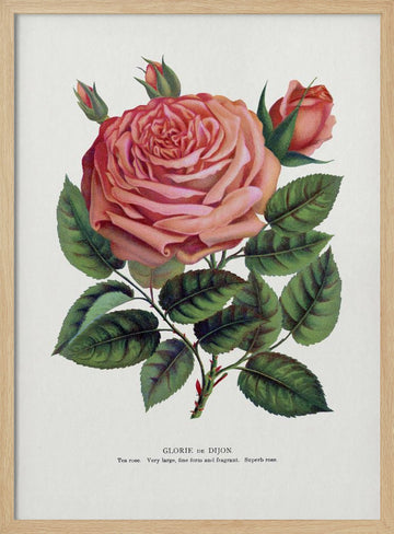 Pink Rose, Glorie De Dijon Lithograph | Poster - Wood Frame Interior