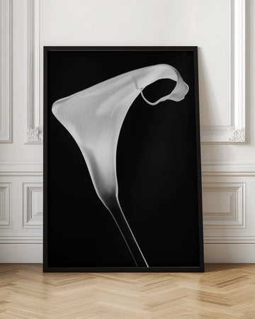 Elegant Calla Lily | Poster - Room Interior 1