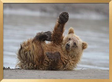 Playful Grizzly Cub | Poster - Gold Frame Interior