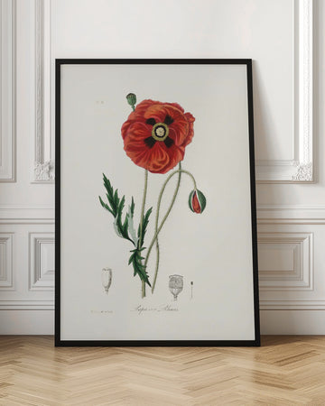 Common Poppy (papaver Rhoeas) Medical Botany | Poster - Room Interior 1