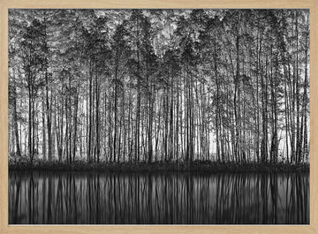 Black White Forest Reflections | Poster - Wood Frame Interior