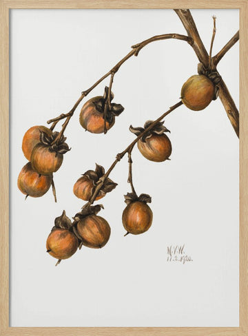 Persimmon (1920) | Poster - Wood Frame Interior