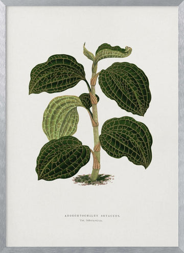 Green Anoechtochilus Setaceus Leaf Illustration | Poster - Silver Frame Interior