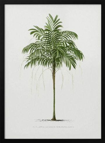 Ii Areca Monostachya | Poster - Black Metal Frame Interior