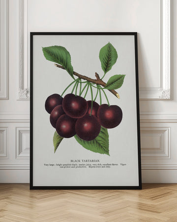 Black Tartarian Cherry Lithograph | Poster - Room Interior 1