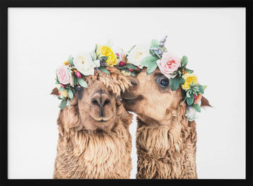 Boho Alpacas | Poster - Black Metal Frame Interior