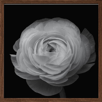 Grayscale Floral Elegance | Poster - Walnut Frame Interior