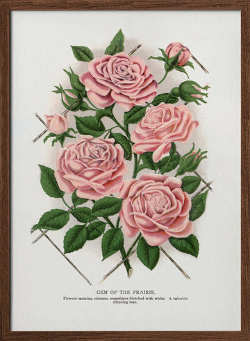 Pink Rose, Gem of the Prairie Lithograph | Poster - Walnut Frame Interior