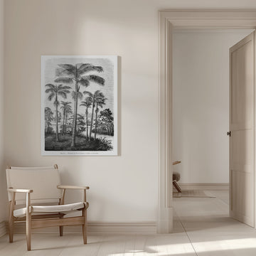 Vintage Palm Tree Drawing Ii | Canvas - Room Interior 1