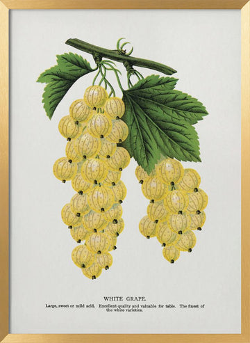 White Grape Lithograph | Poster - Gold Frame Interior