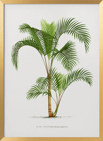Xvi Hyophorbe I | Poster - Gold Frame Interior