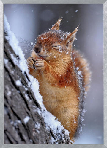 Happy Winter Squirrel | Poster - Silver Frame Interior