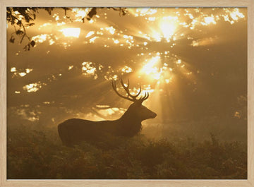 Stag in Golden Light | Poster - Wood Frame Interior