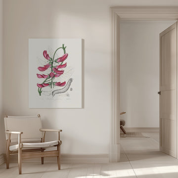 Mucuna Pruriens (dolichos Pruriens) Medical Botany | Canvas - Room Interior 1
