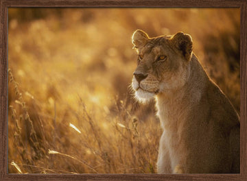 Golden Hour Lioness | Poster - Walnut Frame Interior
