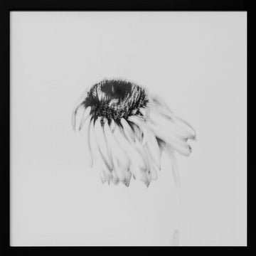 Soft Fading Flower | Poster - Black Metal Frame Interior