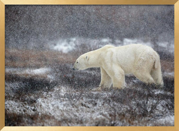 Snowfall Polar Bear | Poster - Gold Frame Interior