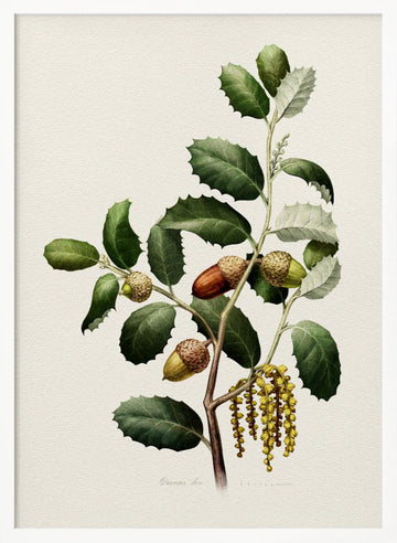 Oak Acorns Botanical | Poster - White Frame Interior