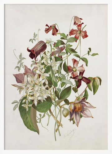 Clematis | Poster - White Frame Interior