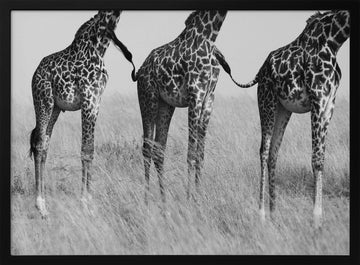 Three Playful Giraffes | Poster - Black Metal Frame Interior