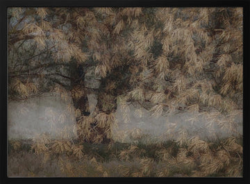 Pine tree | Poster - Black Metal Frame Interior