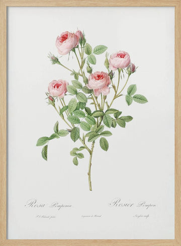 Burgundian Rose, Les Roses (1817–1824) | Poster - Wood Frame Interior