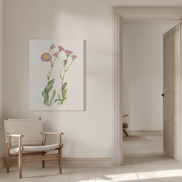 Meadow Fleabane From North American Wildflowers (1925) By Mary Vaux Walcott | Canvas - Room Interior 1