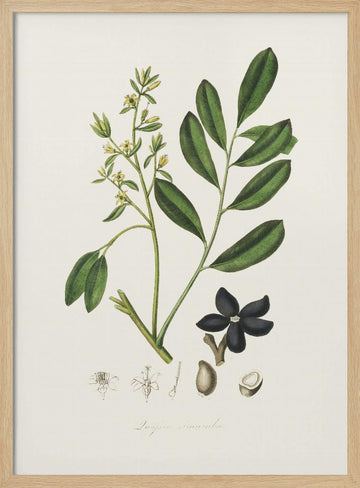 Lualsia Simarula Medical Botany | Poster - Wood Frame Interior
