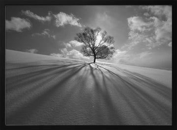 Winter Tree Long Shadows | Poster - Black Metal Frame Interior