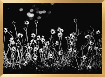 Night Flower Glow | Poster - Gold Frame Interior
