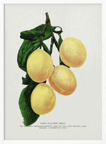 Coe's Golden Drop Plum Lithograph | Poster - White Frame Interior