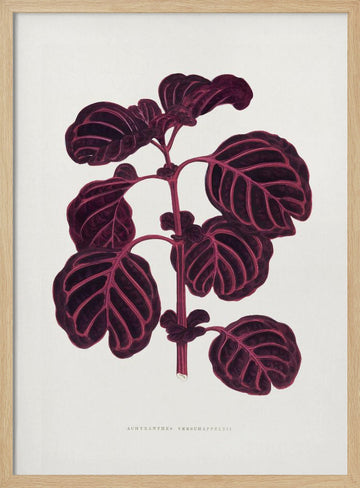 Pink Achyranthes Verschaffeltii Leaf Illustratio | Poster - Wood Frame Interior