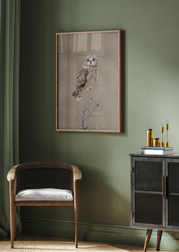 Watchful Short-eared Owl | Poster - Room Interior 2