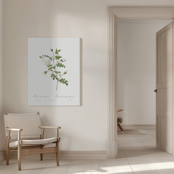 Silver Flowered Hispid Rose, Les Roses (1817–1824) | Canvas - Room Interior 1
