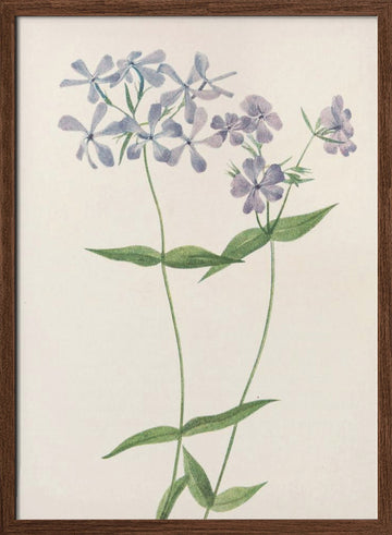 Blue Phlox From North American Wildflowers (1925) By Mary Vaux Walcott. | Poster - Walnut Frame Interior