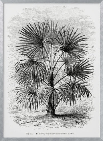 Vintage Palm Tree Drawing Xi | Poster - Silver Frame Interior