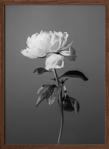 Monochrome Peony Flower | Poster - Walnut Frame Interior