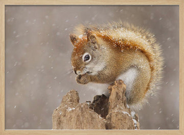 Snowy Red Squirrel | Poster - Wood Frame Interior